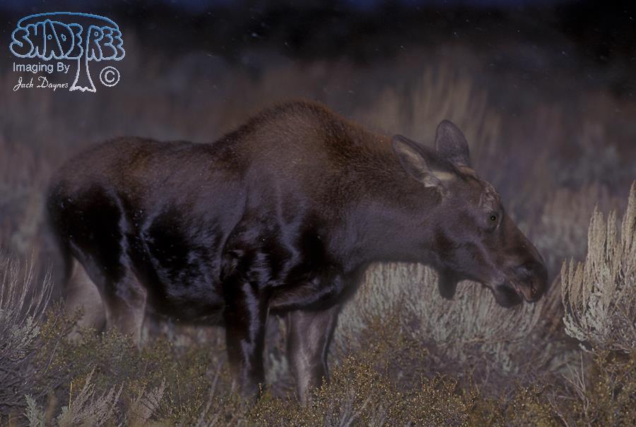 Moose - Alces alces