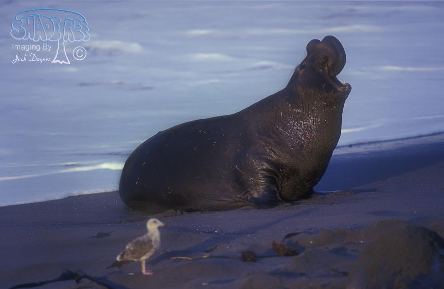 Northern Elephant Seal - Mirounga angustirostris