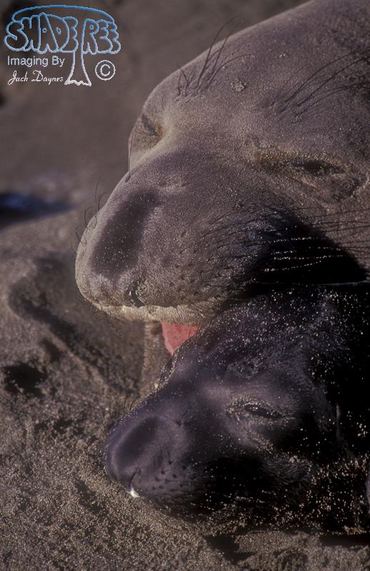 Northern Elephant Seal - Mirounga angustirostris