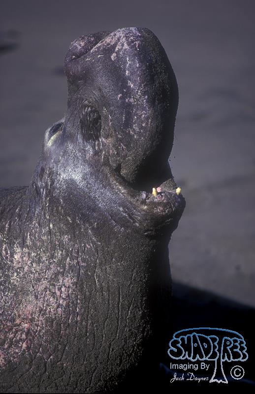 Northern Elephant Seal - Mirounga angustirostris