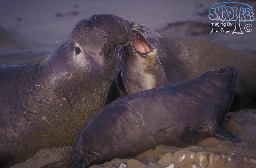 Northern Elephant Seal - Mirounga angustirostris