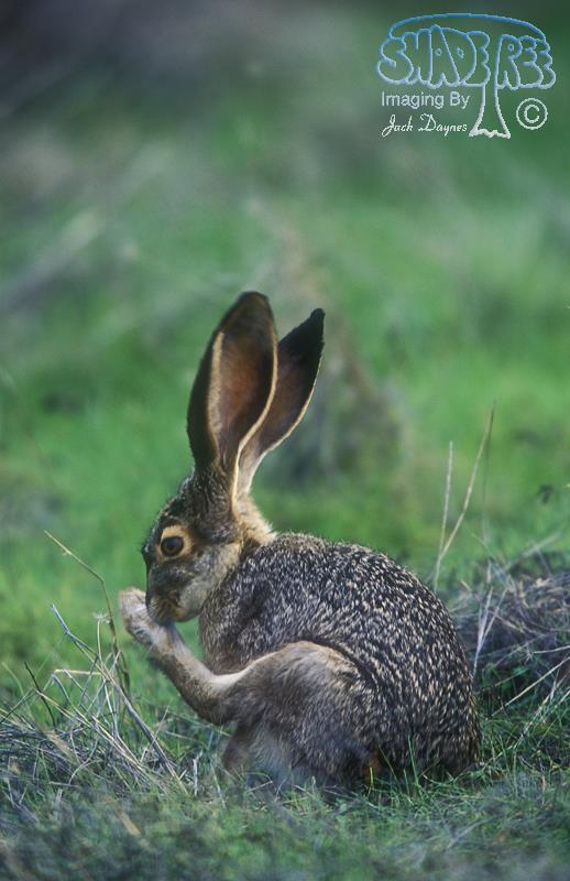 Black-tailed Jackrabbit - Lepus californicus