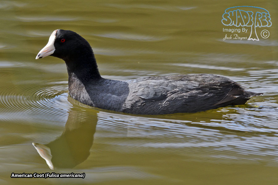 American Coot - Fulica americana