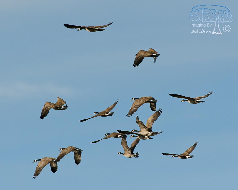 Canada Goose - Branta canadensis