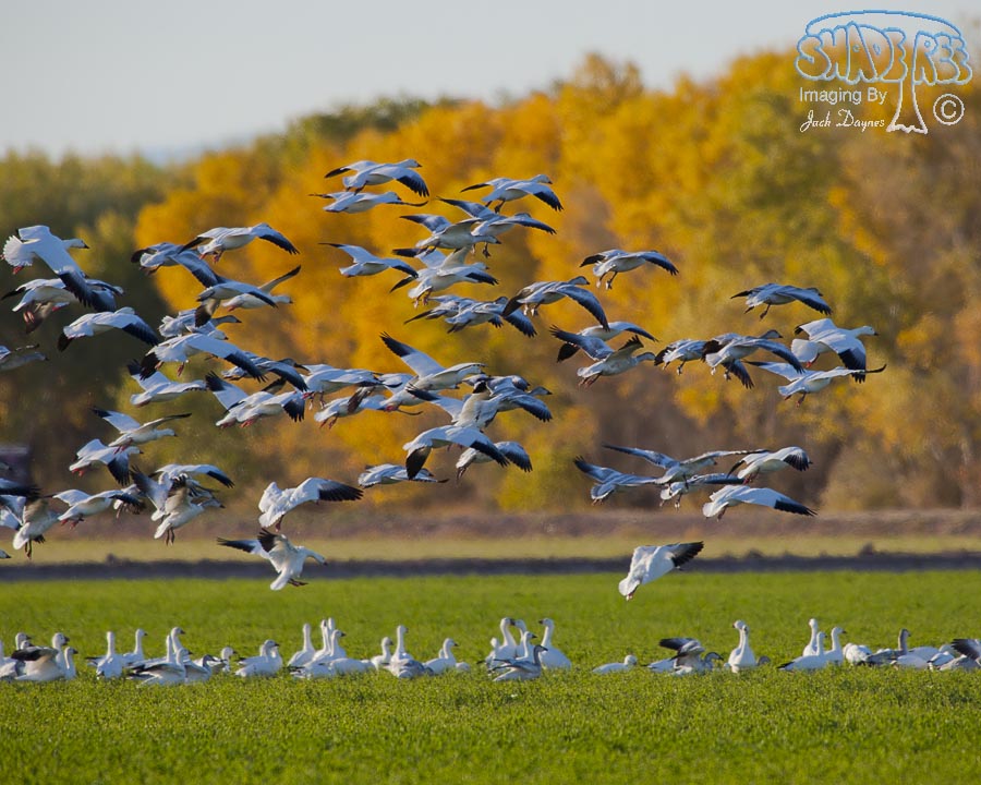 Snow Goose - Anser caerulescens
