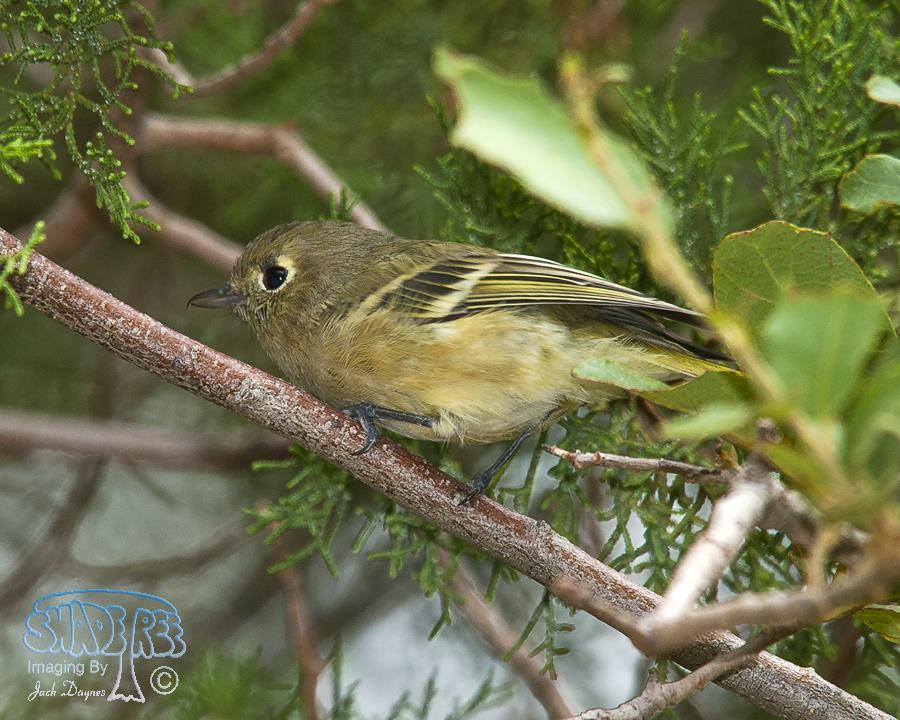 Hutton's Vireo - Vireo huttoni