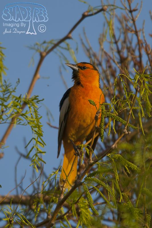 Bullock's Oriole - Icterus bullockii