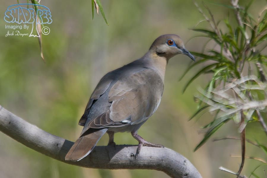 White-Winged Dove - Zenaida asiatica