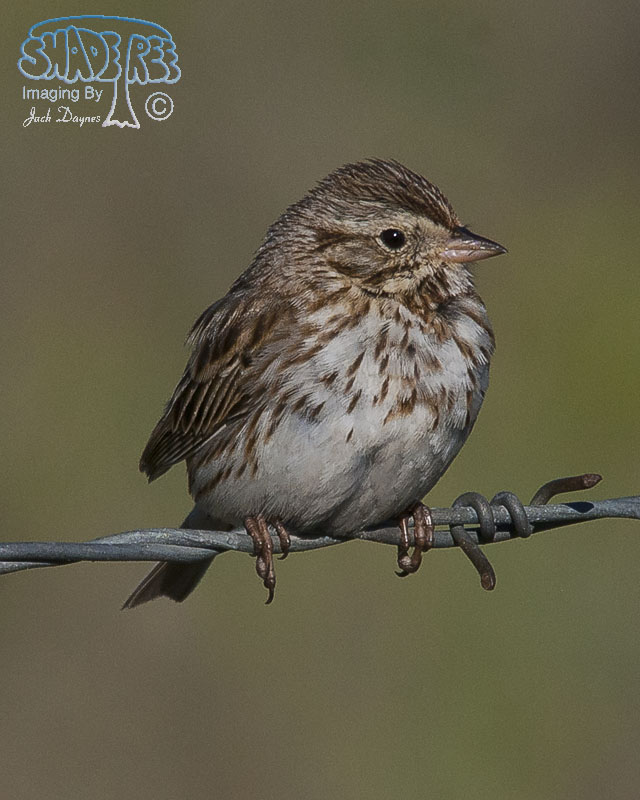Savannah Sparrow - Passerculus sandwichensis