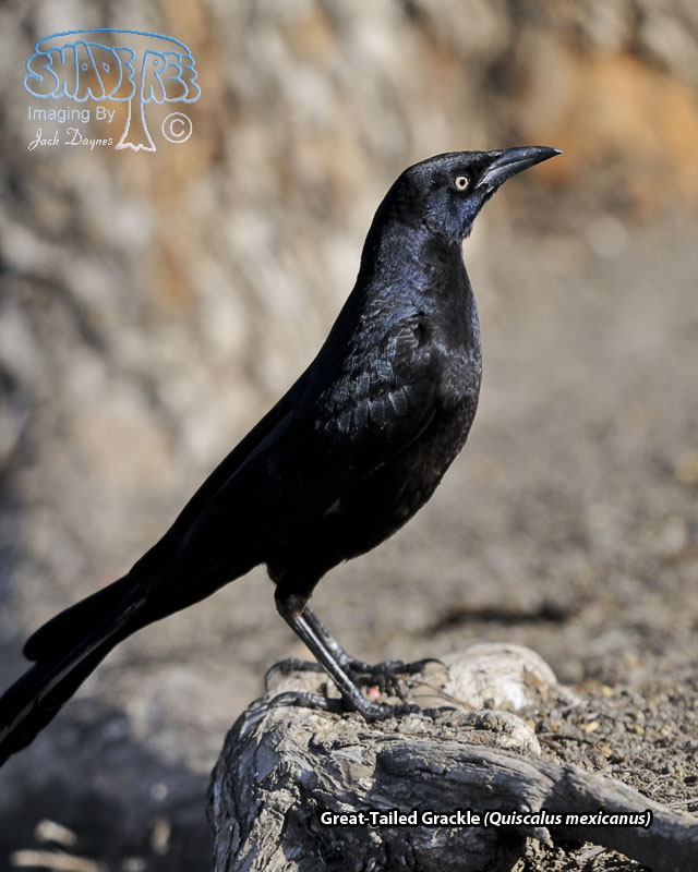 Great-Tailed Grackle - Quiscalus mexicanus
