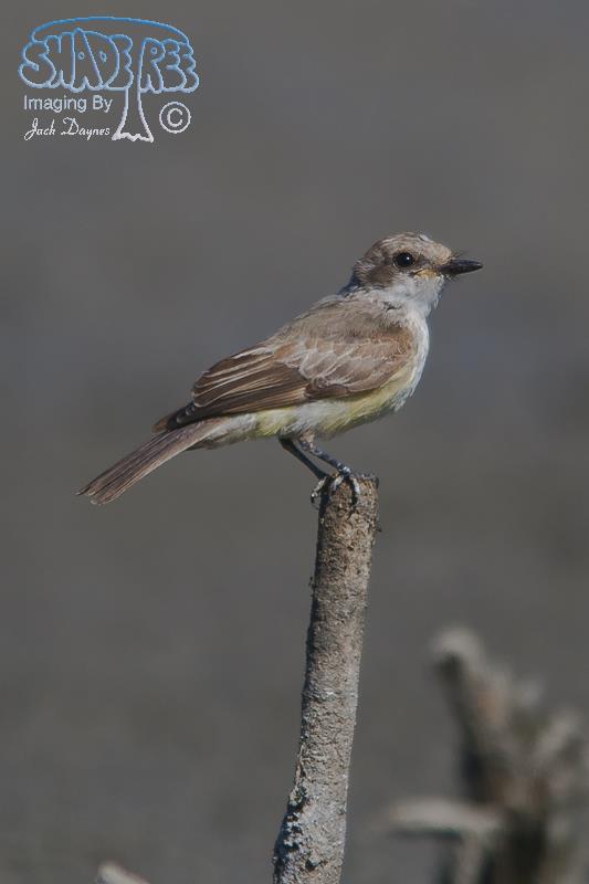 Vermilion Flycatcher - Pyrocephalus rubinus