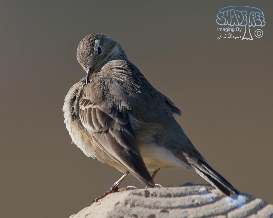 American Pipit - Anthus rubescens