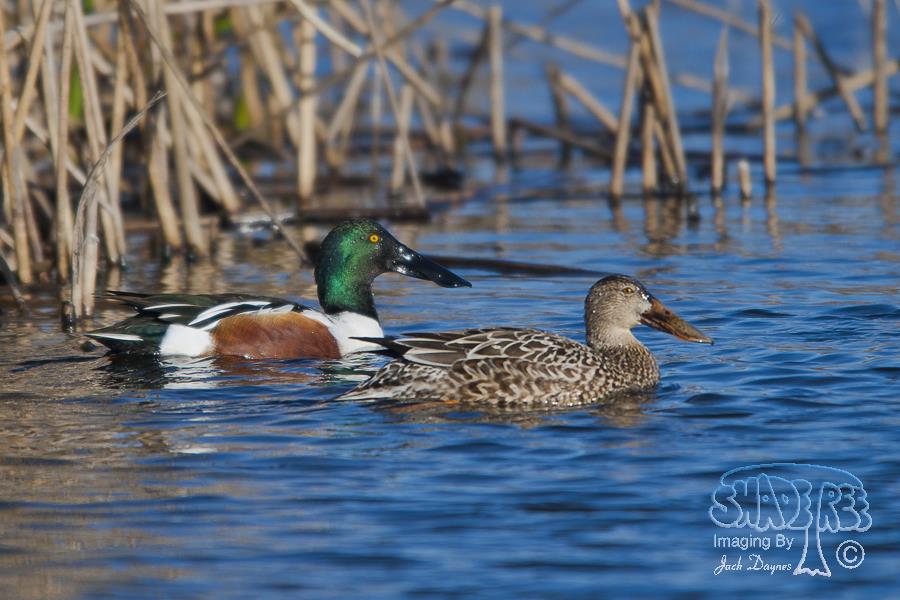 Northern Shoveler - Spatula clypeata