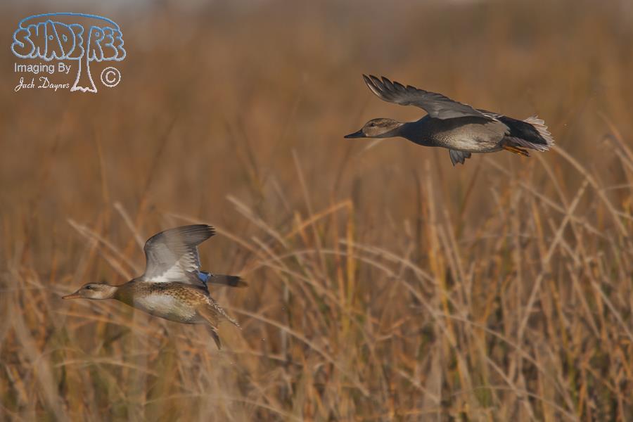 Gadwall - Mareca strepera