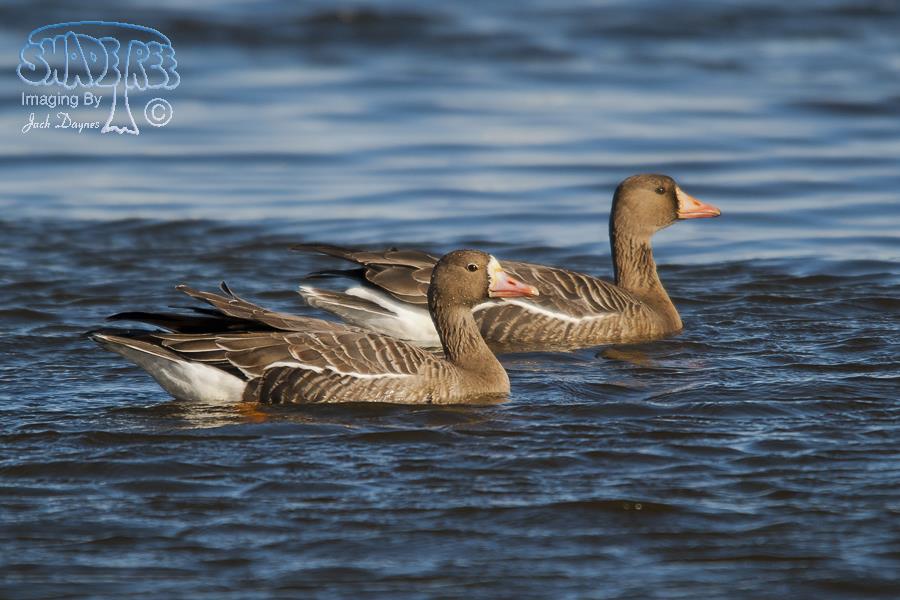 Greater White-Fronted Goose - Anser albifrons
