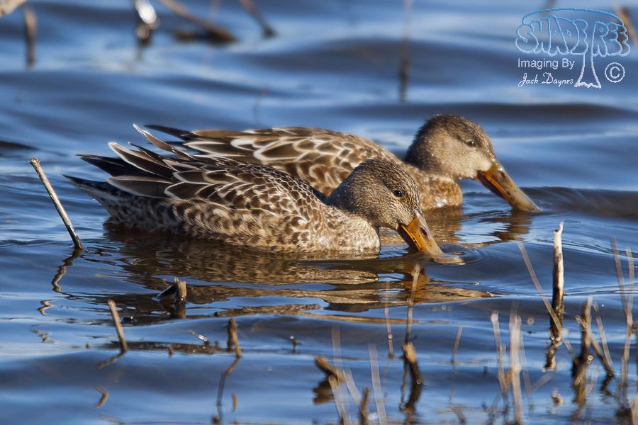 Northern Shoveler - Spatula clypeata