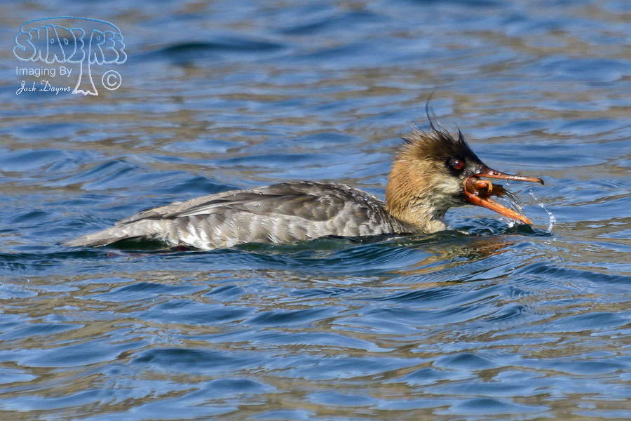 Red-Breasted Merganser - Mergus serrator