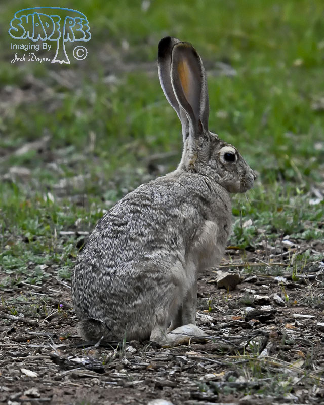 Black-Tailed Jackrabbit - Lepus californicus