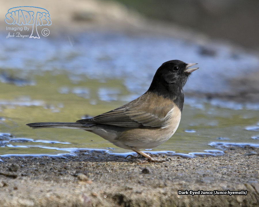 Dark-Eyed Junco - Junco hyemalis