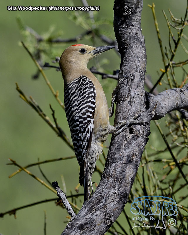 Gila Woodpecker - Melanerpes uropygialis
