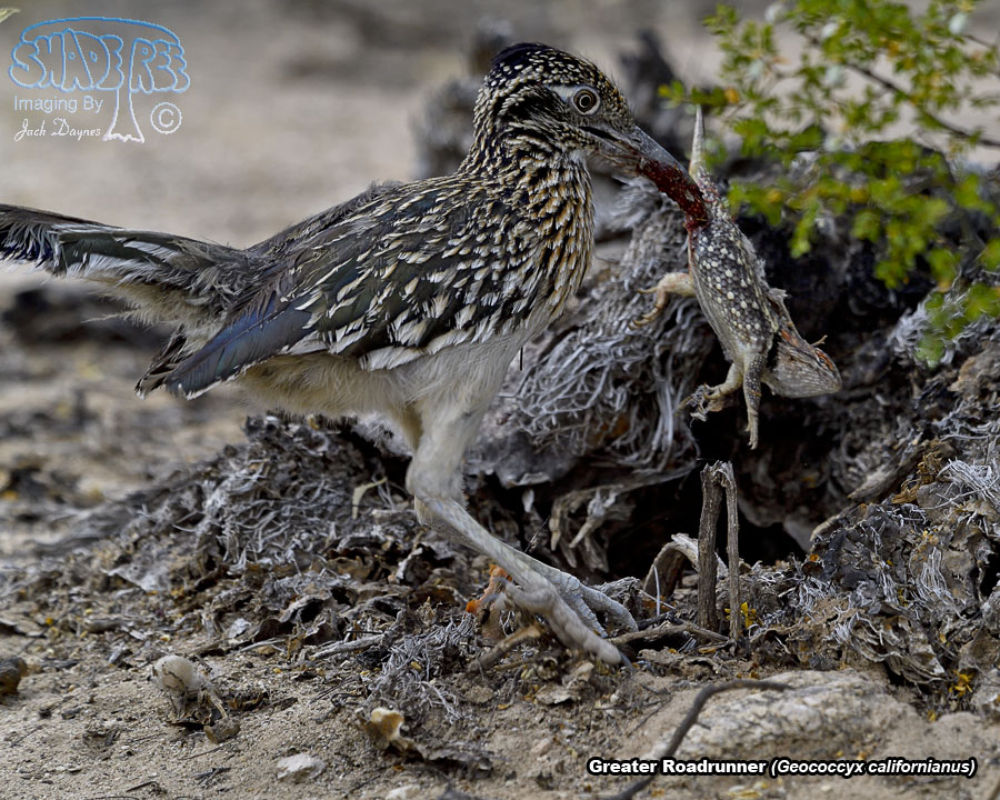 Greater Roadrunner - Geococcyx californianus
