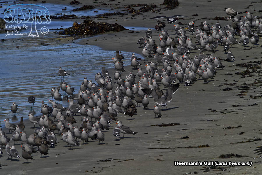 Heermann's Gull - Larus heermanni