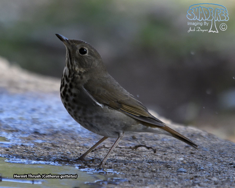 Hermit Thrush - Catharus guttatus