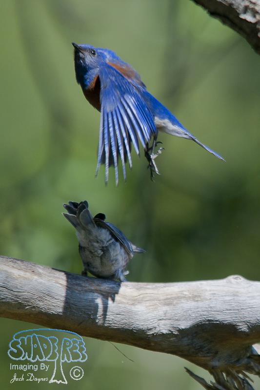 Western Bluebird - Sialia mexicana