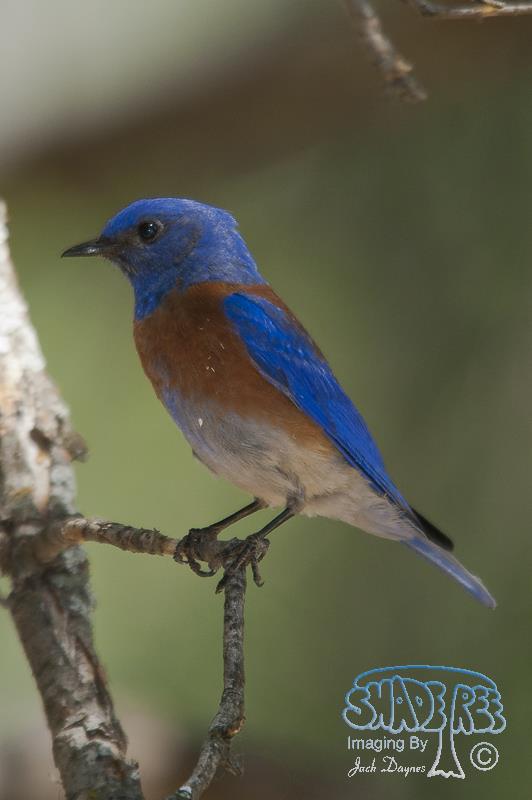 Western Bluebird - Sialia mexicana