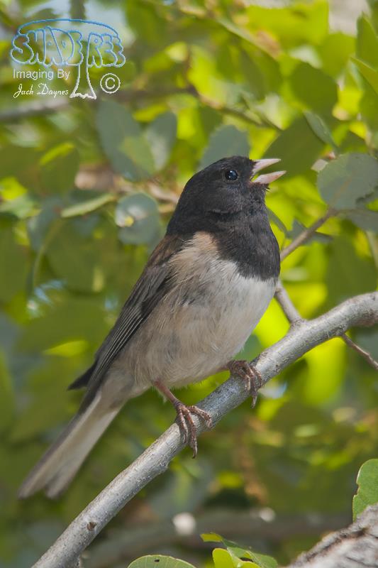 Dark-Eyed Junco - Junco hyemalis