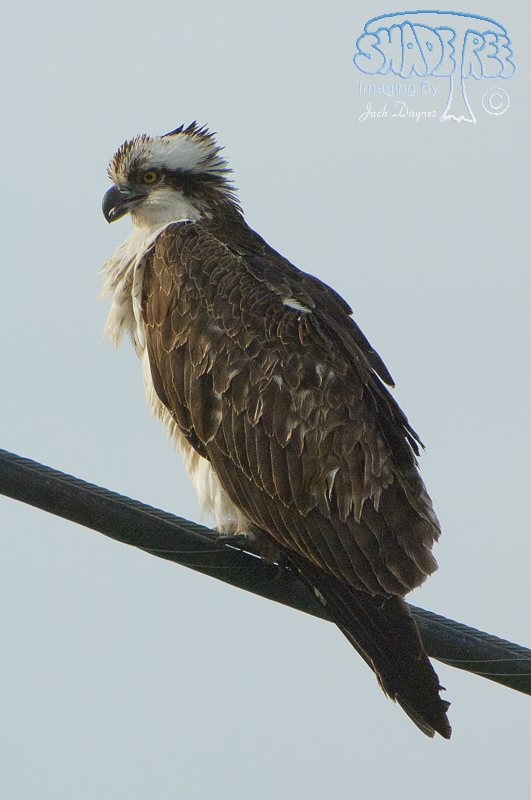 Osprey - Pandion haliaetus