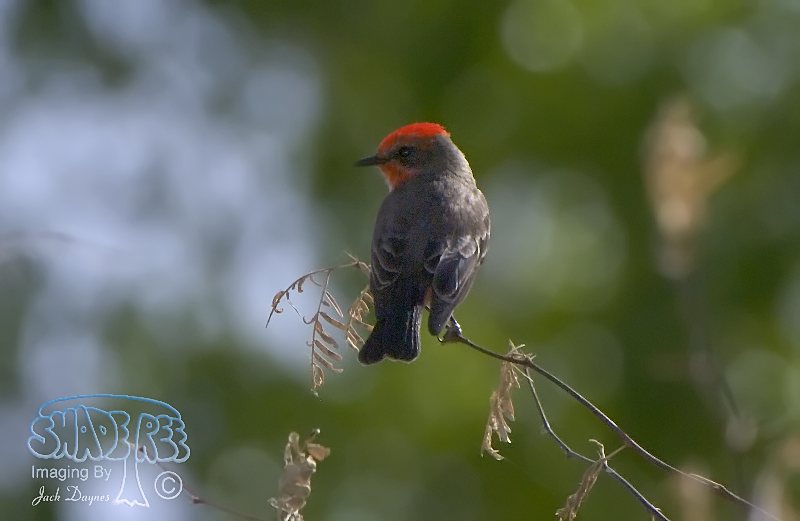 Vermilion Flycatcher - Pyrocephalus rubinus
