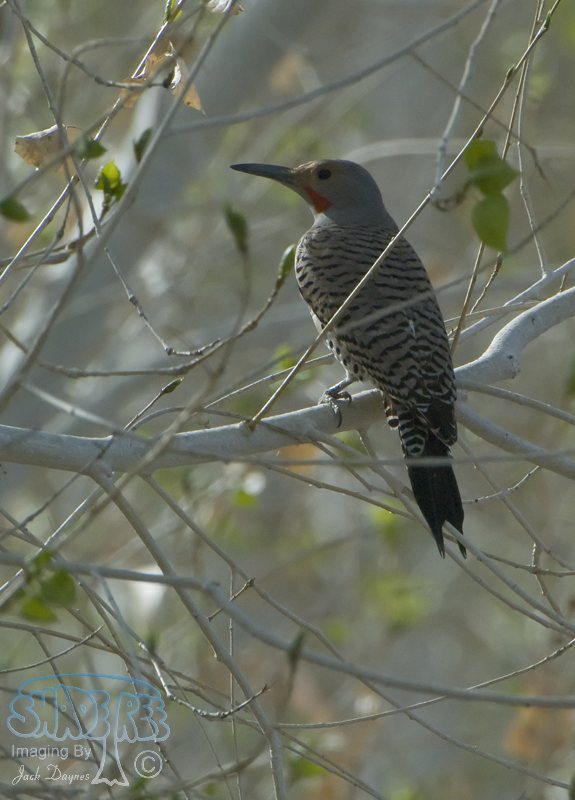 Northern Flicker - Colaptes auratus
