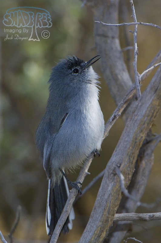 Black-Tailed Gnatcatcher - Polioptila melanura