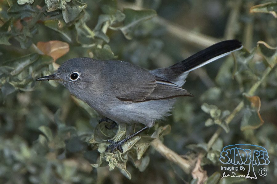Blue-Gray Gnatcatcher - Polioptila caerulea