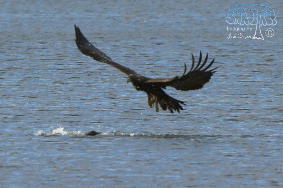 Red-Tailed Hawk - Buteo jamaicensis