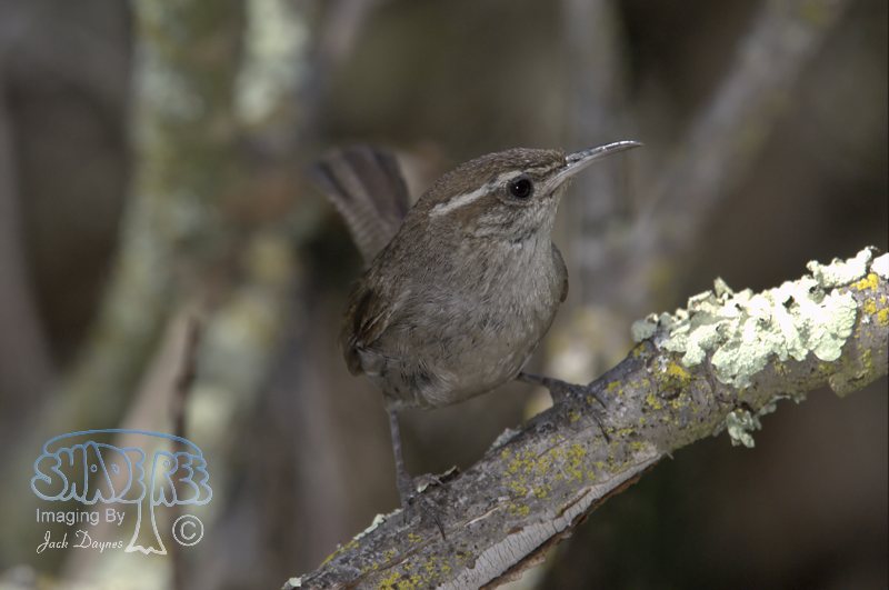 Bewick's Wren - Thryomanes bewickii
