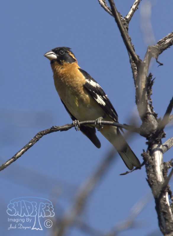Black-Headed Grosbeak - Pheucticus melanocephalus