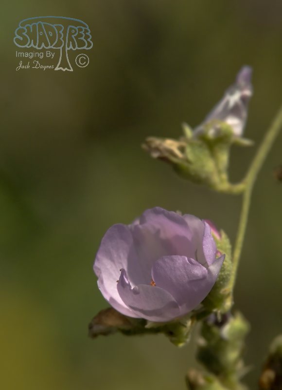 Chaparral Mallow - Malacothamnus fasciculatus