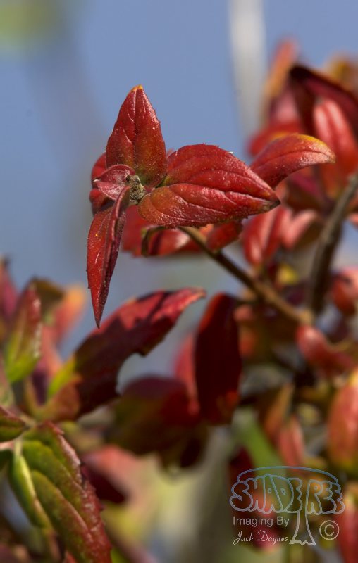 Poison Oak - Rhus diversiloba
