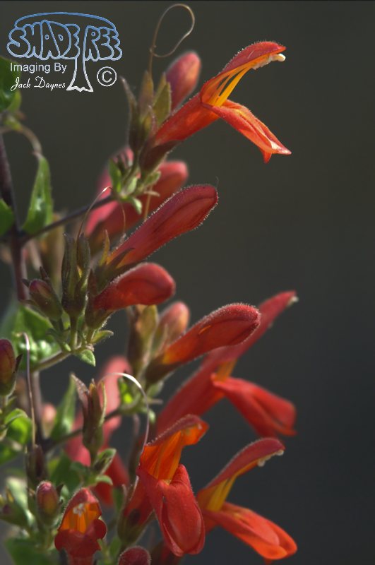 Heart Leaved Penstemon - Keckiella cordifolia