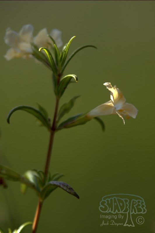 Bush Monkey Flower - Mimulus aurantiacus