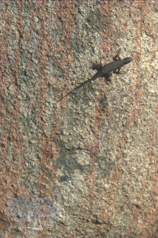 Western Fence Lizard - Sceloporus occidentalis