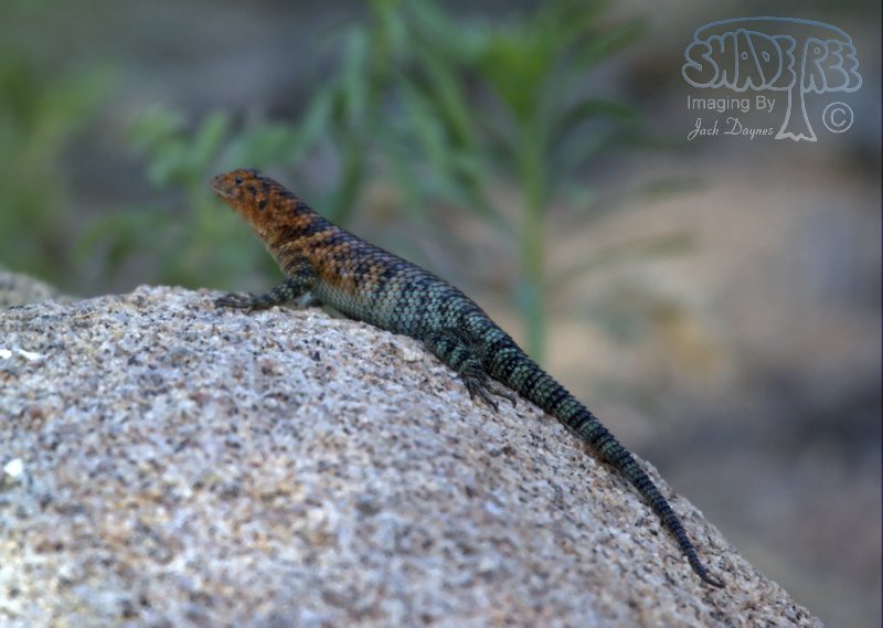 Granite Spiny Lizard - Sceloporus orcutti