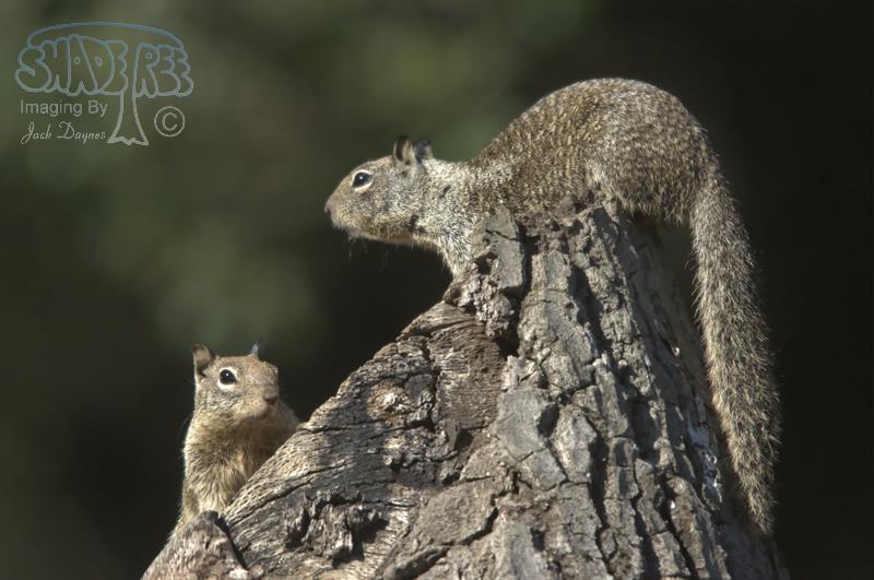 California Ground Squirrel - Otospermophilus beecheyi
