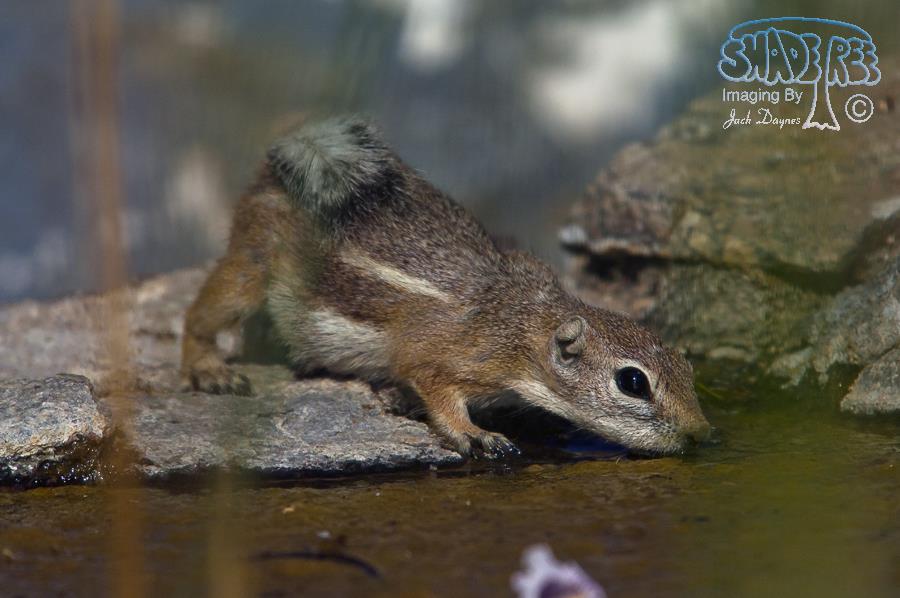 White-Tailed Antelope Squirrel - Ammospermophilus leucurus