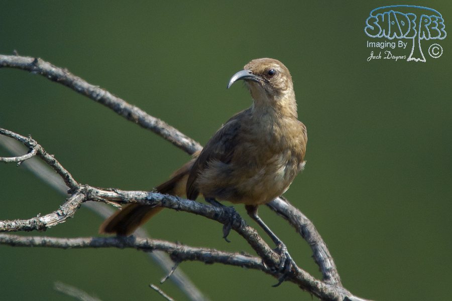 California Thrasher - California Thrasher
