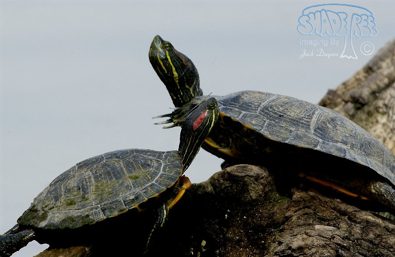 Red-Eared Slider - Trachemys scripta