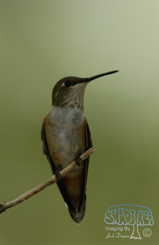 Rufous Hummingbird - Selasphorus rufus