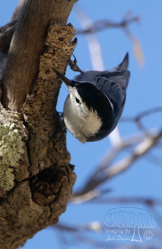 White-Breasted Nuthatch - Sitta carolinensis